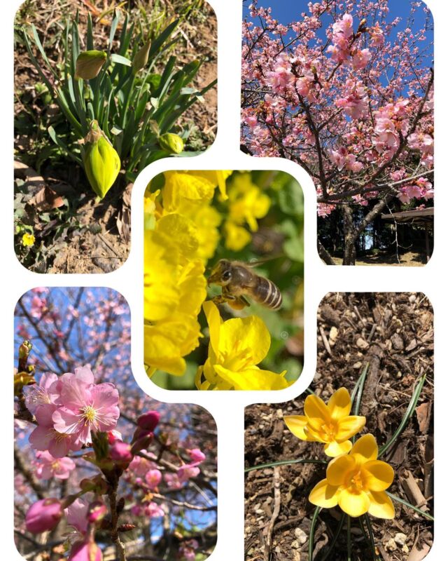 おはようございます🍀

今日は、あずの里の桜開花状況をお知らせしま〜す🌸

河津桜、駐車場入口は8分咲き

バーベキュー場に登る階段付近はまだ少し遅いのか5分咲きかな🥹

あっ❗️菜の花にミツバチ🐝
　　　
明日から3月ですね🎎

球根の花達も少しずつ暖かくなるのが待ち遠しいようですよ
🌷🌼🍀

3月下旬になるとソメイヨシノが見事に花開きます🌸🌸🌸

お花見、お散歩、お買物、BBQでお出かけ下さい。

お待ちしてま〜す🤗

#道の駅あずの里いちはら
#花見
#道の駅
#道の駅記念きっぷ
#道の駅きっぷ
#バーベキュー
#道の駅めぐり
#道の駅スタンプラリー
#農業センター
#いちじく
#千葉名産
#びわデザート
#いちはら梨
#パン屋さん
#和菓子
#お土産
#千葉土産
#千葉限定
#バードウォッチング
#ゴルフ場
#南房総
#市原
#桜