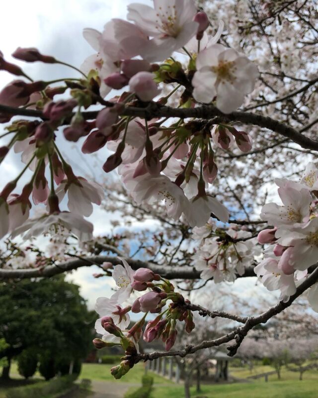 お疲れ様です🤗
あずの里いちはらです。

今日は曇り空でしたが桜がとても綺麗でした🌸（ソメイヨシノ７・８分咲）　　　　　

お散歩🚶‍♀️🚶‍♀️お花見しながらランチ🍱友達同士ででワイワイ👭👬👫とても楽しいそうでしたよ🥰
　　　　　　　　　　　　　　
週末は☔️模様のようですね残念🥹

🌸あずの里、農業センターは千葉県の桜の名所にもなってます👍

遊びに来て下さいね〜👋

#道の駅あずの里いちはら
#道の駅#道の駅めぐり
#道の駅スタンプラリー
#農業センター
#びわ#千葉名産#びわデザート
#いちはら梨#いちじく
#野菜#春野菜
#自然#BBQ
#お土産#千葉土産
#ラーメン
#千葉限定
#ゴルフ場
#千葉県#南房総
#鳥#桜#お茶#写真
#お花見#お散歩