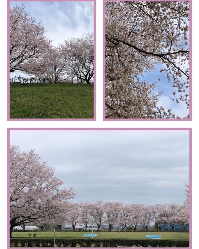 こんちには😊
あずの里いちはらです。

久しぶりに晴れて☀️暑い位ですね💦

🌸桜も満開から花びらが散り始めて来ました

毎日あずの里と、農業センターに桜🌸を見に
たくさんの方が来てくれています。

桜が散っても、まだまだこれから色々な花が咲き始めますよ🌻🌷🌼
見に来て下さい。
遊びに来てね〜🤗

#道の駅あずの里いちはら
#道の駅#道の駅めぐり
#道の駅スタンプラリー
#農業センター
#びわ#千葉名産#びわデザート
#いちはら梨#いちじく
#野菜#春野菜
#自然#BBQ
#お土産#千葉土産
#ラーメン
#千葉限定
#ゴルフ場
#千葉県#南房総
#鳥#桜#お茶#写真
#お花見#お散歩写真