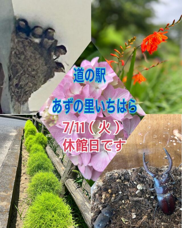 こんにちは、
あずの里いちはらです🤗

7/11（火）は、休館日となります。
ご迷惑をお掛けしますが、宜しくお願い致します🙇‍♀️

🐣ツバメの子が5羽、はっきりと顔を出してくれました🐣🐣🐣🐣🐥スクスク大きく育っています。

🌴事務所の出入り口と、イベント広場のパラソルの中に、クワガタが3匹いました‼️お店で飼ってます✌️

☘️駐車場の出口に、コキアを植えてあります秋には真っ赤に色づいてくれるかな〜🍁

自然がいっぱいの道の駅です😉

#道の駅あずの里いちはら
#道の駅#道の駅めぐり
#道の駅スタンプラリー
#農業センター
#びわ#千葉名産#
#いちはら梨#いちじく
#野菜#旬野菜
#自然#BBQ#休憩所
#千葉土産#お巡りさん
#夏果物#ラーメン
#ゴーヤ
#竹細工
#千葉県#南房総
#体験#パン屋さん
#御城印