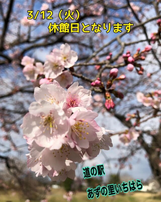 こんにちは
あずの里いちはらです🤗  明日、3月12日第2（火）
　　休館日になります  ご迷惑をお掛け致します🙇‍♂️🙇‍♀️  ❁.。.:*:.。.✽.。.:*:.。.❁.。.:*:.。.✽.。  今日は、道の駅あずの里に隣接してます、
農業センターの🅿️駐車場前に
　大寒桜が咲き始めたので紹介します🌸  まだ蕾がいっぱいですが、
　　　淡い色で可愛い桜なんですよ🌸  写真を撮ってる方が、毎日いらっしゃいます。  これから、BBQ場、農業センター🧑🏻‍🌾
の桜🌸最新情報をお伝えしていきますね〜🙋‍♀️  #道の駅あずの里いちはら
#道の駅スタンプラリー
#農業センター
#市原市#いちはら梨#梨ゼリー
#記念切符#ゴルフ場
#感謝祭#御城印
#いちじく饅頭#ゴルフ最中
#豆造#味噌
# 新商品
#桜#春の花
# BBQ
