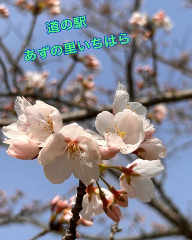 こんにちは、
あずの里いちはらです🤗  お待たせしました😃
あずの里も、ついにソメイヨシノが開花しました〜🌸  BBQ場には、何種類もの桜が咲き始めていますよ🌸  春休みで暖かいので、お子様連れの方
👨‍👨‍👧‍👦
お散歩の方もたくさん遊びに来てくれてました👫  来週には、満開になるかな〜🌸🌸🌸  みなさんも遊びに来て下さ〜い🤗  #道の駅あずの里いちはら
#道の駅スタンプラリー
#農業センター
#市原市
#いちはら梨#梨ゼリー
#記念切符#いちじくまんじゅう
#ゴルフ場#ゴルフ最中
#豆造#味噌
#新商品
#桜#春の花
#BBQ#桜
#春野菜
