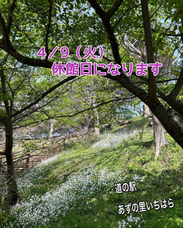 こんにちは
あずの里いちはらです🤗  4月9日（火）
　第2火曜日なので、休館日になります  ご不便をお掛けしますが、
　宜しくお願いします🙇🙇‍♀️  🍀階段横、斜面に白い小花（ハナニラ）が
　　　　咲いてて綺麗なんですよ  ☘️もう、つばめが来る季節なんですね〜
1枚目去年、2枚目今年、同じつばめなのかな🐧🐧
それとも、巣立った子どもかな🐤  桜も見頃です🌸  #道の駅あずの里いちはら
#道の駅スタンプラリー
#農業センター
#市原市
#いちはら梨#梨ゼリー
#記念切符#いちじくまんじゅう
#ゴルフ場#ゴルフ最中
#豆造#味噌
#新商品
#桜#春の花
#BBQ#桜
#春野菜