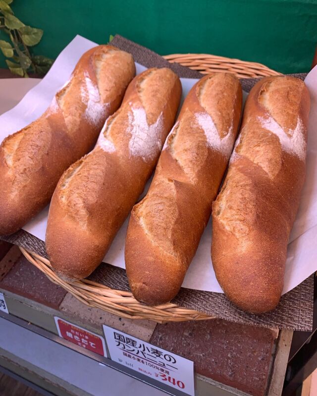☆カンパニュー☆
国産小麦100%で作ったフランスパン
日本の小麦は小麦そのものの味がしっかりして美味しいです😊  前日から仕込んで出来上がりまで2日かかりです。  切ってそのまま食べて美味しいフランスパンです。
サンドイッチにいいです。  もちろんトーストしてもおいしく食べられます🍞  #レストラン#ホワイトベル#パン屋#パン#市原パン屋#市原パン#袖ヶ浦パン屋#姉ヶ崎パン屋#千葉パン屋#焼きたてパン#bakery#サンドイッチ#調理パン#スイーツ#道の駅#あずの里いちはら#コーヒー#市原休憩#道の駅あずの里いちはら#須藤牧場#市原#カフェ#市原カフェ#農業センター#市原地産地消#市原食事