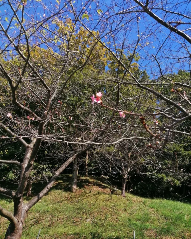 駐車場の入口付近の桜が開花してしまいました!温暖化の影響ですかねぇ〜  #あずの里いちはら 
#農産物直売所
#市原市
#お土産
#ソフトクリーム 
#夏日 
#おさんぽ