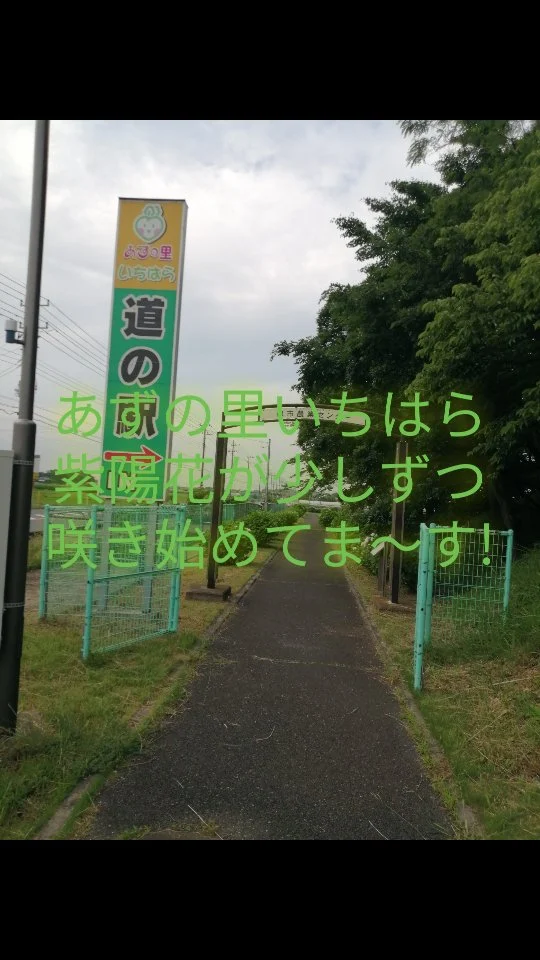 紫陽花少しずつ咲き始めてます。  #あずの里いちはら #あじさい #直売所 #新鮮野菜 #農業センター #市原市 #道の駅 #トライブ