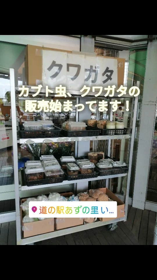 おはようございま〜す！
カブト虫、クワガタの販売開始してます、興味のある方　立ち寄ってみてね！
#あずの里いちはら #直売所 #新鮮野菜 #農業センター #市原市 #道の駅 #スイカ #卵 #BBQ #カブト虫 #クワガタ