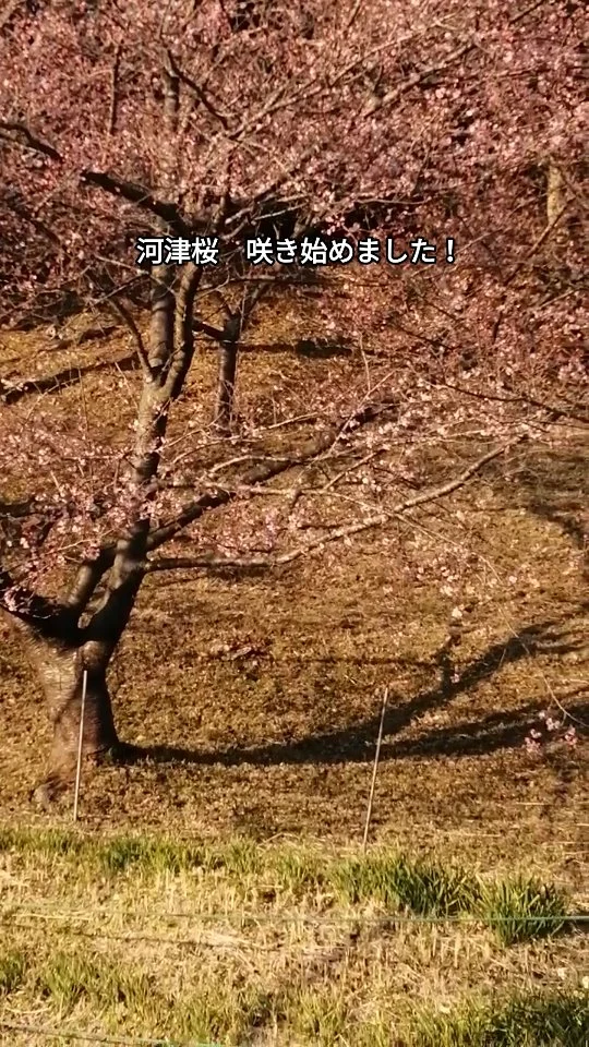 あずの里いちはらの河津桜が、ついに咲き始めました。春の気配を感じられる優しい色合いに心がほっとしますね！
#あずの里いちはら #新鮮野菜 #農業センター #道の駅 #市原市