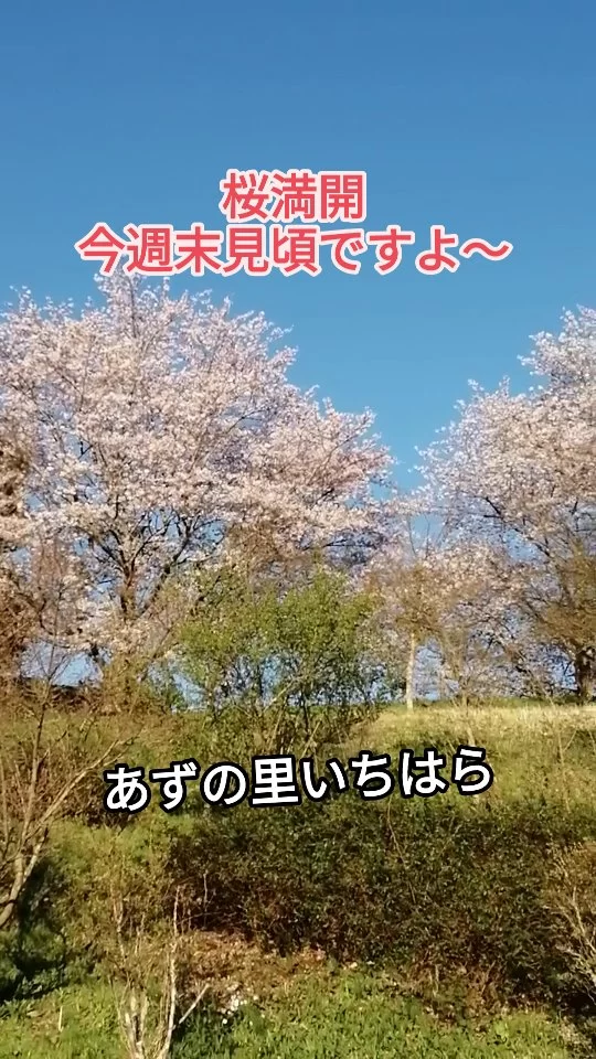 あずの里いちはらです!
今週末ラストチャンスかも？  #あずの里いちはら #直売所 #農業センター #さくら🌸 #道の駅スタンプラリー