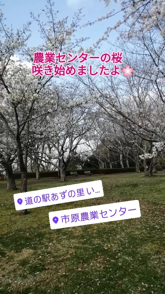 あずの里いちはらに隣接する、農業センターの桜が咲き始めましたよ!週末暖かくなるともっと開花🌸するかも？
#農業センター  #あずの里いちはら #新鮮野菜 #直売所 #道の駅