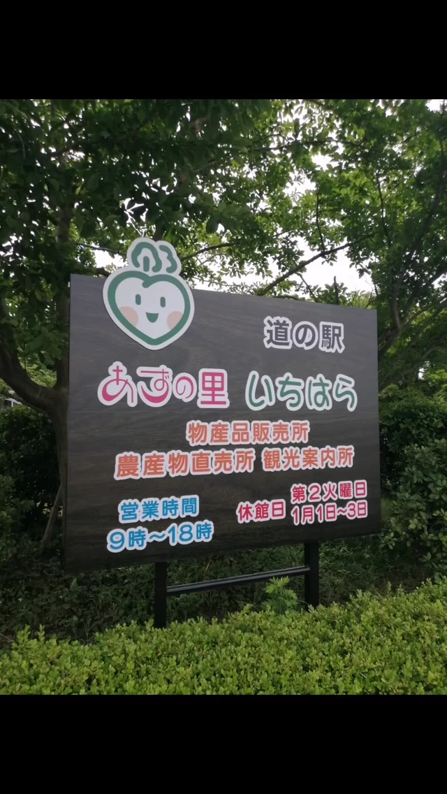 あずの里いちはらです！紫陽花が少しずつ色づき始めました。雨の季節ならではの、しっとりした景色が広がっています。お近くにお越しの際は、初夏の彩りをお楽しみください。
#あずの里いちはら #直売所 #農業センター #ソフトクリーム #市原市