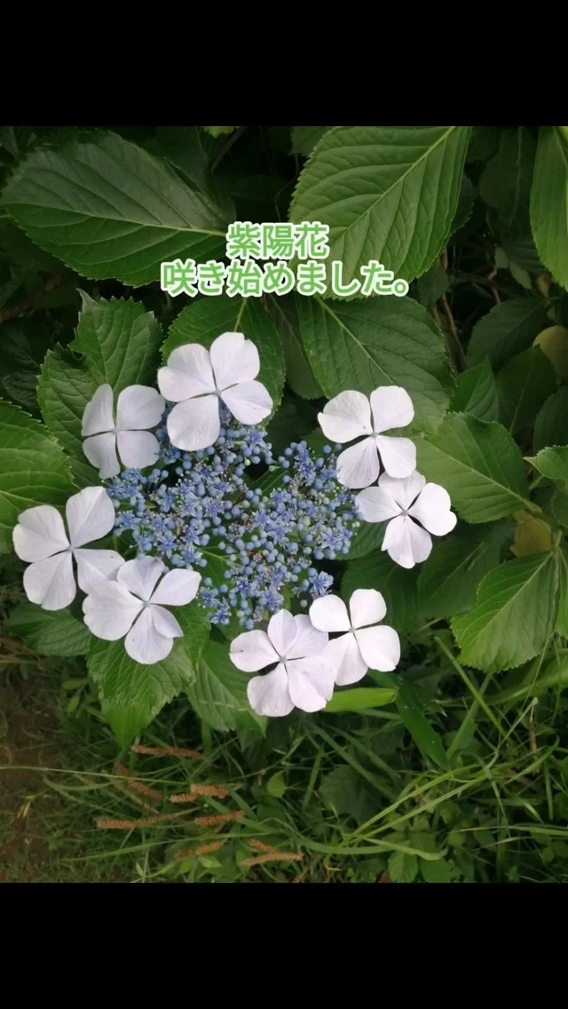 紫陽花　咲き始めてます。お近くにお越しの際は、立ち寄ってね！  #紫陽花#あじさい#あずの里いちはら#市原市農業センター#直売所